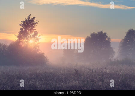 Schönen Frühlingsmorgen. Frühling nebligen Morgen Wiese. Spinnennetz auf dem Rasen in der Sonne. Hellen Sonnenaufgang über dem Feld. Stockfoto