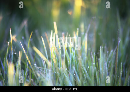 Tau auf dem Rasen am Morgen. Nahaufnahme des Grases mit Tau. Gräser mit Tau auf sonnigen unscharfen Hintergrund. Tau auf Frühjahr Rasen in Morgen Sonnenstrahlen. Stockfoto