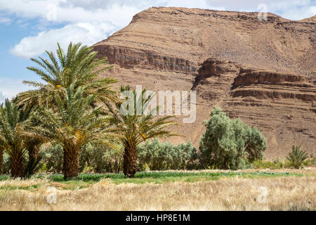 Alnif, Tinghir Provinz, Marokko.  Weizen wächst, bereit für die Ernte. Stockfoto