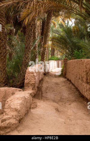 Zagora, Marokko. Spazierweg durch den Bereich der kleinen Feldern. Stockfoto