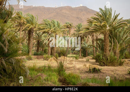 Zagora, Marokko.  Moderne Kommunikation Relais Türme mit Blick auf kleinen Feldern. Stockfoto