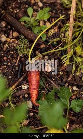 Bio Karotte Berlicum wächst in einem kleinen Gemüsegarten im zeitigen Frühjahr. Stockfoto