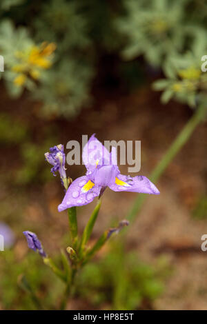 Kleine lila Douglas Iris Iris Douglasiana genannt ist eine Wildblume in Kalifornien und südlichen Oregon gefunden. Stockfoto