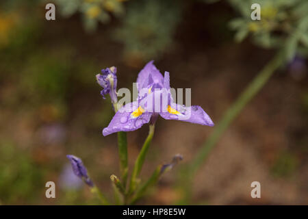 Kleine lila Douglas Iris Iris Douglasiana genannt ist eine Wildblume in Kalifornien und südlichen Oregon gefunden. Stockfoto