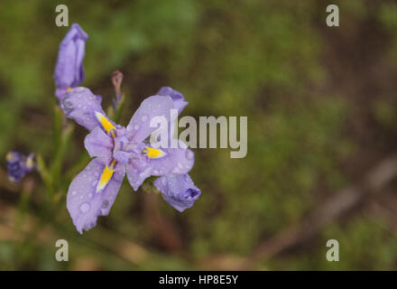 Kleine lila Douglas Iris Iris Douglasiana genannt ist eine Wildblume in Kalifornien und südlichen Oregon gefunden. Stockfoto