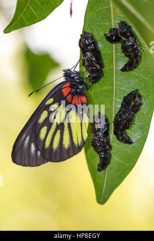 Rot-Base Jezebell (Delias Pasithoe Pasithoe) Schmetterling mit Puppe Stockfoto