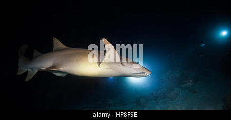 Bonnethead Haifisch-Jagd bei Nacht, Taucher mit Fackeln auf Hintergrund Stockfoto