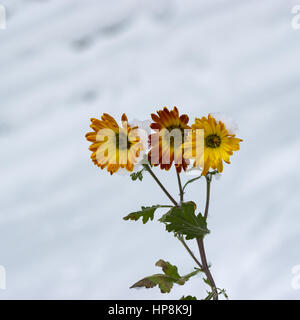 Späte Chrysanthemen im Wintergarten unter Schneedruck Stockfoto