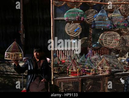 Ghazni, Afghanistan. 19. Februar 2017. Ein afghanischer Junge sieht einen Vogel in einem Vogel Shop in Ghazni Provinz, Ostafghanistan, 19. Februar 2017. Bildnachweis: Sayed Mominzadah/Xinhua/Alamy Live-Nachrichten Stockfoto