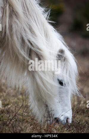 Wildes Carneddau Pony ist ein bad Hair Day durch den Wind, wie sie eine Site of Special Scientific Interest in einem Versuch, Vegetation halten in Flintshire, Nordwales Weiden Stockfoto