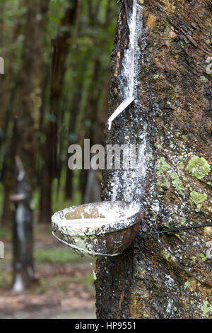 Latex tropft in die Auffangschale, Gummibaum Plantage "Hevea Brasiliensis", Halbspirale Einschnitt. Stockfoto