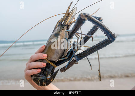 Riesige Süßwasser-Garnelen Stockfoto