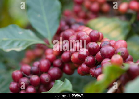 Close-up frischen Kaffeebohnen auf Baum-Landwirtschaft Stockfoto