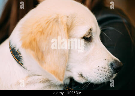 Junge weiße Labrador Hund Welpen hautnah. Stockfoto