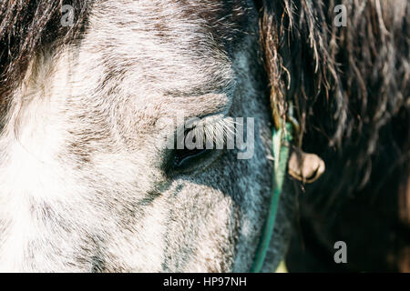 Nahaufnahme von Pferdeauge. Close Up Kopf. Stockfoto