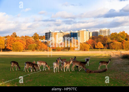 Herde Damhirsche im Richmond Park, London Stockfoto
