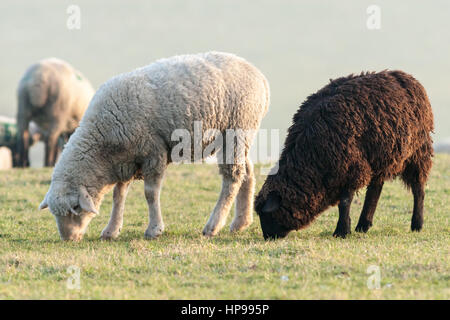 Zwei Schafe auf einer grünen Wiese - Aufnahme auf einer Wiese neben Stolberg Rhld., NRW, Nordrhein-Westfalen, Deutschland, Europa Stockfoto