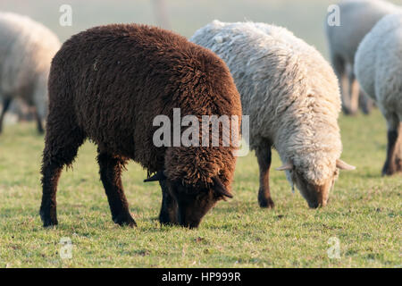 zwei Schafe grasen auf der grünen Wiese - Schuss genommen auf einer Wiese neben Stolberg Rhld., NRW, Nord Rhein Westfalen, Deutschland, Europa Stockfoto