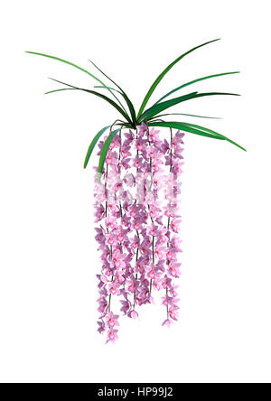 3D-Rendering wilde Orchidee blüht isoliert auf weißem Hintergrund Stockfoto