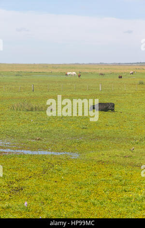 Kühe in einem Sumpf in Lagoa do Peixe See, Mostardas Stadt, Rio Grande do Sul, Brasilien. Stockfoto