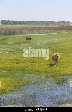 Kühe und Vogel in einem Sumpf in Lagoa do Peixe See, Mostardas Stadt, Rio Grande do Sul, Brasilien. Stockfoto