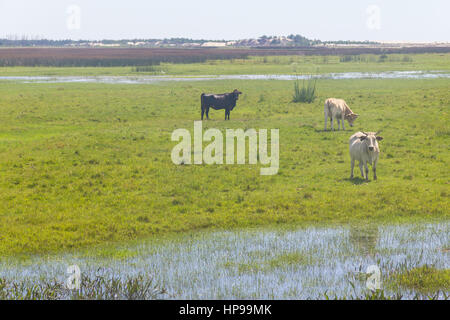 Kühe in einem Sumpf in Lagoa do Peixe See, Mostardas Stadt, Rio Grande do Sul, Brasilien. Stockfoto