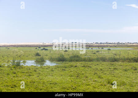 Kühe in einem Sumpf in Lagoa do Peixe See, Mostardas Stadt, Rio Grande do Sul, Brasilien. Stockfoto