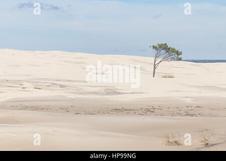 Baum auf den Dünen in Lagoa do Peixe See, Mostardas Stadt, Rio Grande do Sul, Brasilien. Stockfoto