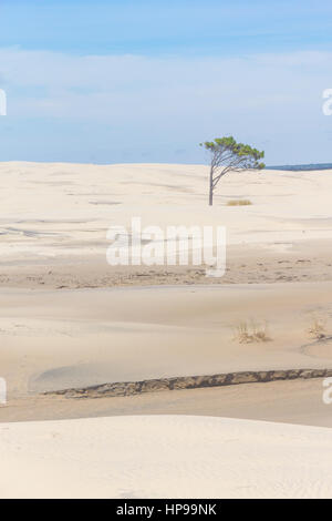 Baum auf den Dünen in Lagoa do Peixe See, Mostardas Stadt, Rio Grande do Sul, Brasilien. Stockfoto