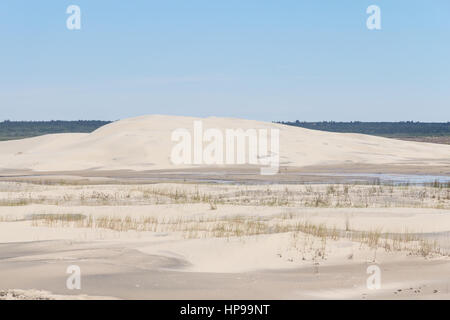 Vegetation auf den Dünen in Lagoa do Peixe See, Mostardas Stadt, Rio Grande do Sul, Brasilien. Stockfoto