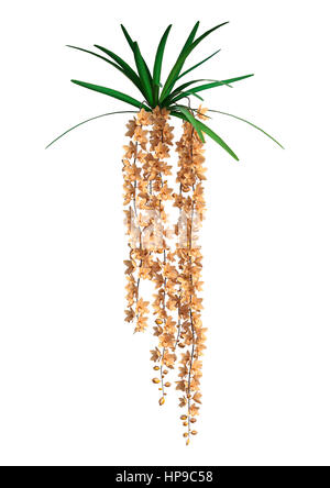 3D-Rendering wilde Orchidee blüht isoliert auf weißem Hintergrund Stockfoto