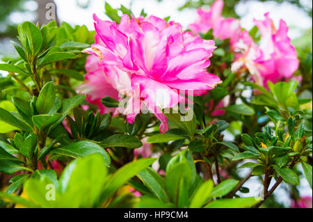 Satsuki Azaleen blühen, Azalee Rhododendron, Bonsai Blumen, üppige rosa Blume rosa Stockfoto