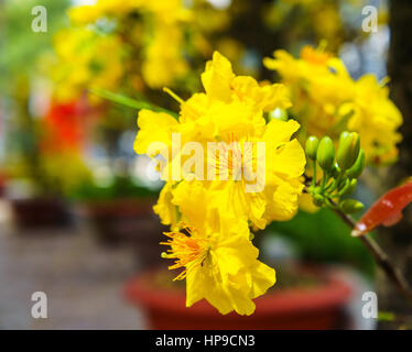 Die Blüten der traditionellen vietnamesischen Neujahr. Stockfoto