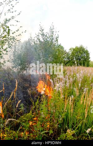 Feuer in den Hain. Adobe RGB Stockfoto