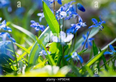 Zeitigen Frühjahr blaue Scilla (Blaustern) blühen Hintergrund. Soft-Fokus. Stockfoto