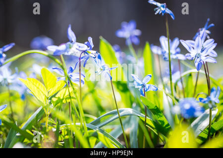 Zeitigen Frühjahr blaue Scilla (Blaustern) blühen Hintergrund. Soft-Fokus. Stockfoto