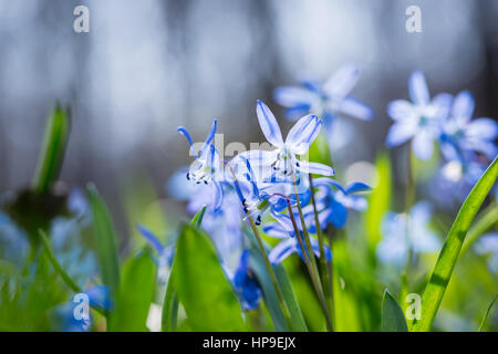 Zeitigen Frühjahr blaue Scilla (Blaustern) blühen Hintergrund. Soft-Fokus. Stockfoto