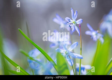 Zeitigen Frühjahr blaue Scilla (Blaustern) blühen Hintergrund. Soft-Fokus. Stockfoto