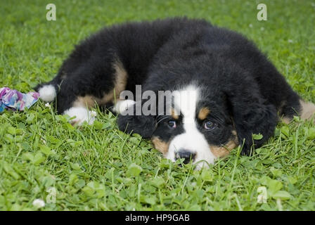 Berner Sennenhund Welpe - Berner Sennenhund, Welpen Stockfoto