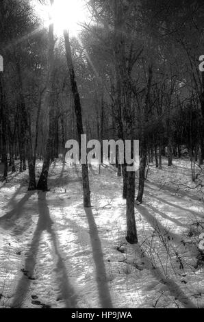 Helle Sonne auf Winterwald, schwarz & weiß Stockfoto