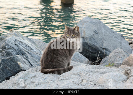 Schöne Katze von den Felsen in Miami Beach Stockfoto