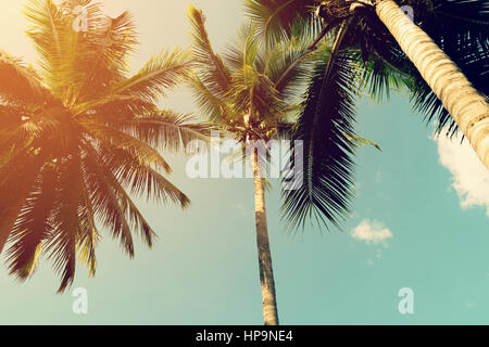 Kokosnuss-Palmen und strahlende Sonne mit Vintage-Effekt. Stockfoto