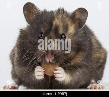 Hamster frisst Stockfoto