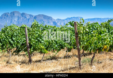 Reben im Weinberg hautnah an heißen Sommertag Stockfoto