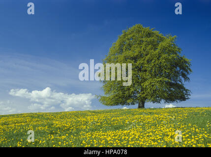 Einzelner Laubbaum in loewenzahnwiese, Allgaeu, Deutschland Stockfoto