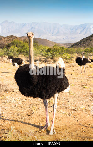 Strauße in der Nähe von Oudtshoorn, Südafrika Stockfoto