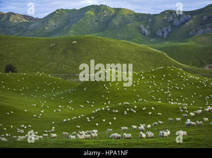 Neuseeland, Nordinsel, Coromandel Halbinsel Stockfoto