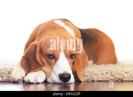 Verärgert Hund auf Teppich isoliert auf weißem Hintergrund. Braune Beagle Ruhezeit am Wohnort. Stockfoto