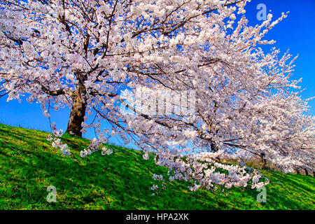 Kirschblüten am Tamagawa River Embankment Hamura Stadt Tokio Japan Stockfoto