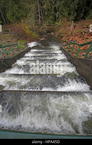 Schwärme von Chum Salmon auf ihrer jährlichen Wanderung laichen entschlossen, ihre letzten Laichgebiete zu erreichen Stockfoto